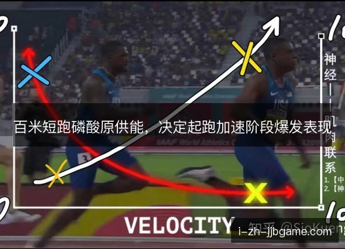 百米短跑磷酸原供能，决定起跑加速阶段爆发表现